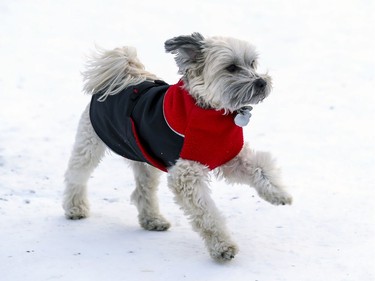 Maximus, a 5 year old Golden Doodle, runs through Summit Circle Woods in a red and black fleece sweater in Westmount in Montreal Thursday January 30, 2020.