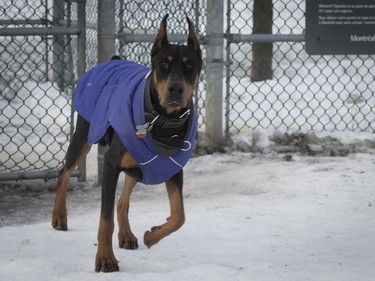 Apollo the one year-old doberman runs around Laurier park dog station while sporting his winter coat on Thursday January 30, 2020.