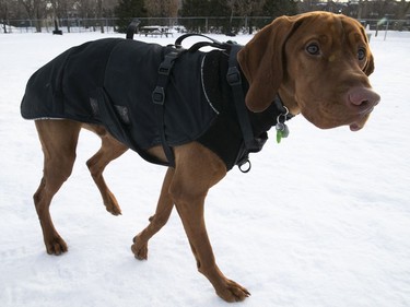 Loki, a Hungarian Vizsla, runs around Laurier park dog station while sporting his winter coat on Thursday January 30, 2020.
