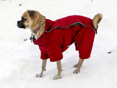 Chouchoun, a 4 year old pug/chihuahua mix, walks through Summit Circle Woods in a red fleece sweater in Westmount in Montreal Thursday January 30, 2020.