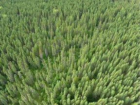 "More than ever, the economic recovery of our rural regions depends on the forestry sector. And it is entirely possible to increase the forest harvest all while protecting the environment, to the great benefit of rural regions and of all Quebecers," Miguel Ouellette writes.