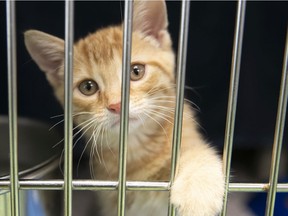 A kitten for adoption at the SPCA in Montreal in July.