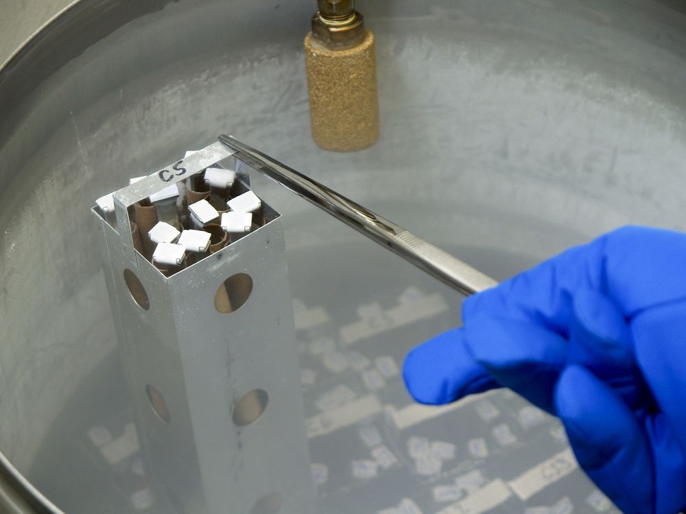 A container holding racks of frozen oocytes, or immature egg cells, are shown being pulled up from a liquid nitrogen storage tank at the NYU Fertility Center in New York, U.S., on May 1, 2007. 