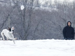 Pirate, an 8-month- old jack russell terrier, chases down a snowball tossed by his owner, Gabriel Lebeau.