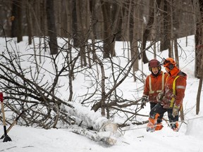 Workers cut down infected trees in Mount Royal Park on Tuesday, Feb. 18, 2020.