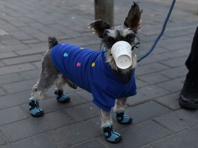 A dog wears a paper cup over its mouth on a street in Beijing on Feb. 4, 2020.