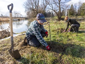 Field survey assistants for the Upper Thames River Conservation Authority plant young trees along the banks of Medway Creek north of London in 2019. Where will the feds get enough help to plant two million trees a year?