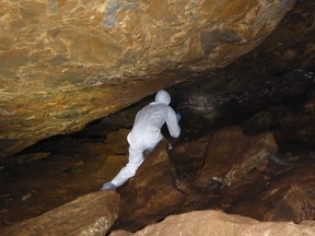 A field researcher identifies bat in a bat cave, Yunnan Province, China. This cave is located in the same region as the cave in which researchers found a virus almost identical to the novel coronavirus.