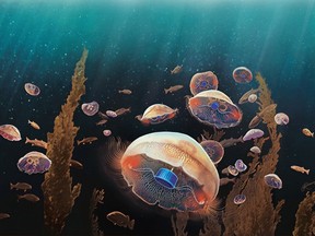Could bionic jellyfish save Earth's oceans? According to science news, we'll soon find out. Here's an artist's rendering of jellyfish augmented with a microelectronics implant designed by researchers.