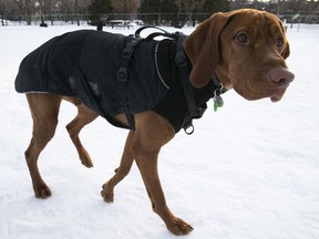 The closing of dog parks and community gardens comes on top of the previously announced closing of municipal facilities like pools, arenas, libraries and playgrounds