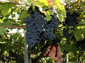 Montepulciano yields wines that are relatively powerful, with notes of red berries and floral aromatics such as violets.