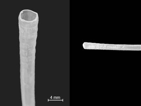 A drinking straw made of Cellophax, a cellulose-based material that feels like plastic, developed by McGill University professors.