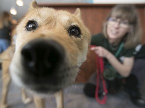 Are dogs the key to happiness during a pandemic? Maybe.