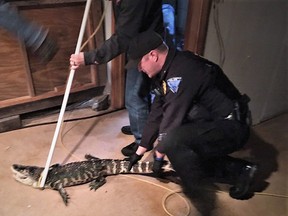 An alligator is removed from a residential basement