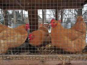 Hens that are kept in Ann Arbor, Michigan, are shown on Tuesday, Jan. 20, 2015. "I don’t need to worry about eggs: my five hens give me five eggs every day," Lise Ravary writes.