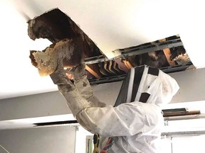 A giant beehive is removed from the ceiling of an apartment in Richmond, Virginia.