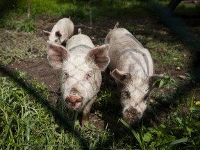 Olymel has temporarily closed its pork processing abattoir in Yamachiche, 150 kilometres northeast of Montreal, after nine of its employees were found to be infected with COVID-19.