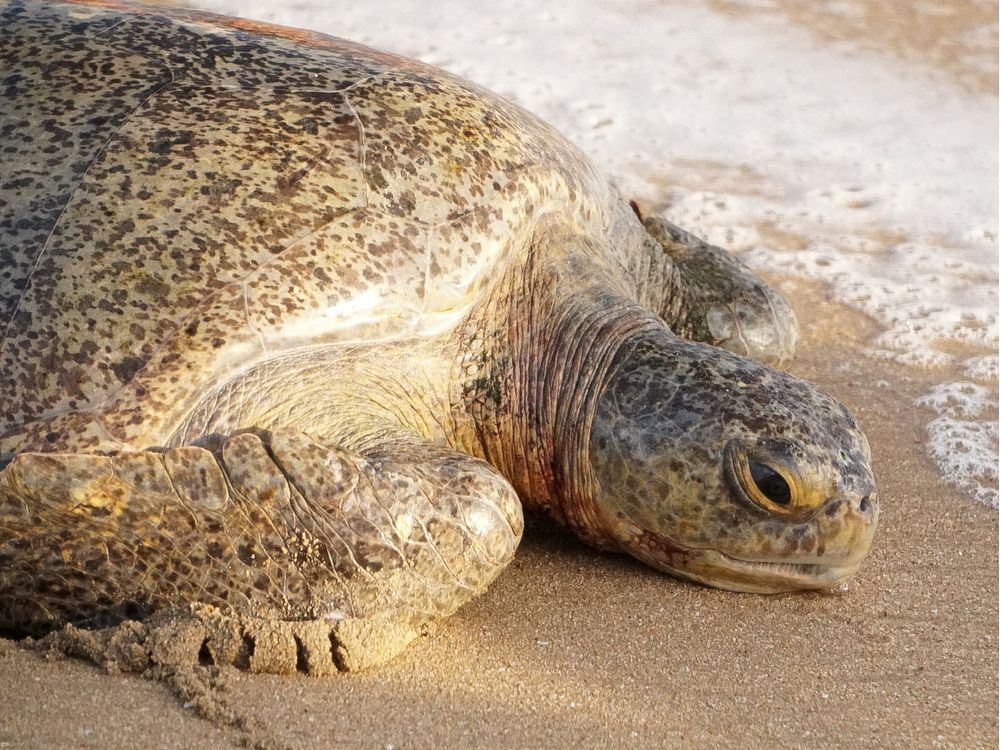 Global warming could skew the process of turtle reproduction, experts ...