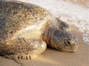 A turtle, that was previously rescued from a deadly red tide, is released after its rehabilitation in the Centro Mexicano de la Tortuga (Mexican Sea Turtle Center), at a beach of Mazunte in Oaxaca, Mexico February 8, 2020. REUTERS/Jose de Jesus Cortes