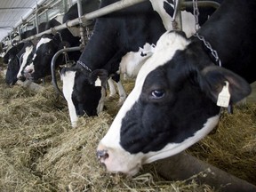 Quebec's dairy farmers produce 65 million litres of milk a week.