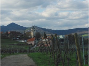 Pinot gris vines grow near the village of Zellenberg in Alsace, France.