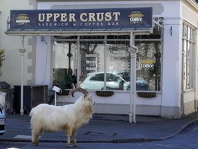 Mountain goats roam the streets of LLandudno on March 31, 2020 in Llandudno, Wales. The goats normally live on the rocky Great Orme but are occasional visitors to the seaside town, but a local councillor told the BBC that the herd was drawn this time by the lack of people and tourists due to the COVID-19 outbreak and quarantine measures.