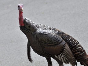 A wild turkey walks through a residential neighborhood in Brookline, Mass. on Sept. 27, 2017. When Josianne Plante looked out her window on a recent morning, she was surprised to see a pair of large, bare-headed wild turkeys going for a stroll through her east-end Montreal neighbourhood.