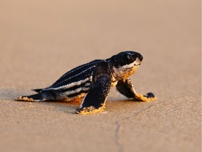 A newly-hatched baby leatherback sea turtle makes its way into a sea for the first time at a beach in Phanga Nga district, Thailand, March 28, 2020. Picture taken March 28, 2020.