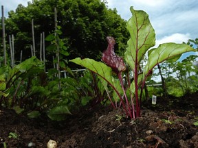 The city will begin to open its community gardens on Monday and they should all be accessible by May 18.