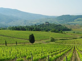 Sangiovese is widely planted on the rolling hills of Tuscany, but with 52 appellations, there's plenty of variety in the region's wines.