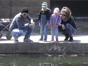 Philippe Laperriere and Genevieve Morin-Dion feed the fish with their kids Marc and Laurie at Lafontaine Park on Thursday, May 7, 2020.
