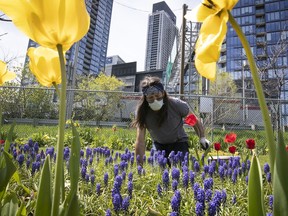 Eric Fortin takes care of the flowers in the Georges Vanier community garden next to the condo high-rises in downtown Montreal on Tuesday May 19, 2020. (Pierre Obendrauf / MONTREAL GAZETTE) ORG XMIT: 64340- 6699