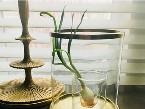 Karl Lohnes's attempt at living with a plant: watching an onion sprout gracefully in a glass and brass hurricane lantern by his south-facing window.