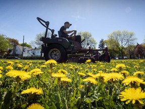 Mario Lapenna mows a field of dandelions at Dunrae Gardens school in Town of Mount Royal in Montreal Friday May 22, 2020. (John Mahoney / MONTREAL GAZETTE) ORG XMIT: 64340 - 8092