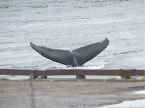 Montreal's wayward humpback whale shows its tail flukes as it sounds east of the Jacques-Cartier Bridge on Sunday, May 31, 2020.