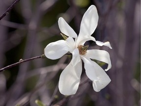 Magnolias are beginning to blossom in and around Montreal, but so is a frost warning and near-record low temperatures.