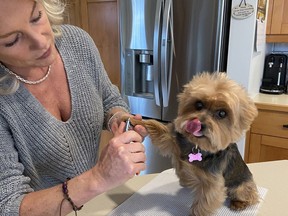 Marie Hudon, owner of the Adorable Animal grooming salon in Pierrefonds, grooms her Yorkie Mrs. Jones. Photo courtesy of Marie Hudon