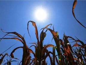 This July 16, 2015, file photo shows the sun as it shines over partially dry corn plants in a field in St-Bonnet-de-Mure near Lyon, France, during a heat wave. The world broke new heat records in July, marking the hottest month in history and the warmest first seven months of the year since modern record-keeping began in 1880, U.S. authorities said on August 20, 2015. The findings by the National Oceanic and Atmospheric Administration showed a troubling trend, as the planet continues to warm due to the burning of fossil fuels, and scientists expect the scorching temperatures to get worse.
