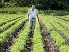 File photo of Université Laval agriculture professor Jean Caron walking through rows of carrots at Van Winden farm in Saint-Patrice de Sherrington, south of Montreal, on July 16, 2019.