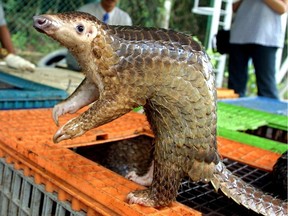 A Malayan pangolin is seen out of its cage after being confiscated by the Department of Wildlife and Natural Parks in Kuala Lumpur on August 8, 2002. Few people in the west had heard of the animal before some researchers postulated a connection with the COVID-19 crisis, Joe Schwarcz writes.