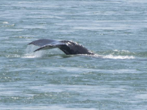 A humpback whale surfaces in the Old Port of Montreal on Saturday, May 30, 2020.