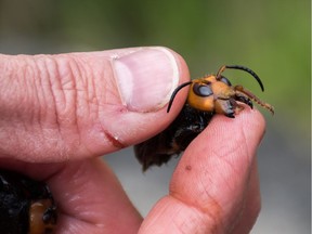 Washington State Department of Agriculture entomologist Chris Looney holds an Asian Giant Hornet caught in a trap near Blaine, Washington, U.S. April 23, 2020. Picture taken April 23, 2020.