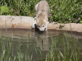 An Arctic wolf cub at Parc Safari in 2014.