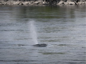 This is the first time a humpback whale has come this far up the St. Lawrence River in Montreal. Its natural, summer, salt-water habitat is over 500 kilometres away near Taddousac at the confluence of the St. Lawrence and Saguenay rivers.