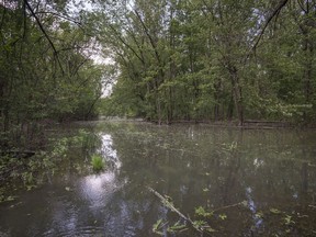 The Riviere a l'Orme passes through the Parc Nature Anse a l'Orme in Pierrefonds, on the west island of Montreal, on Thursday, June 7, 2018. "By planning our cities with nature, we can improve quality of life now and lay the ground for a sustainable future for the next generations," Mayor Valérie Plante writes.