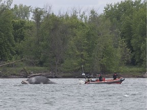 The humpback whale adrift near Verchères and Contrecoeur.