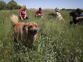 Joey, one of the rescued dogs presently in the SPCA Montérégie’s care, enjoys an outing on Tuesday.