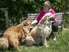 Linda Robertson, founder of the SPCA Montérégie, with Joey, left, and Willie.