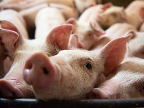 In this file photo taken on June 26, 2019, pigs are seen at the Meloporc farm in Saint-Thomas de Joliette, Quebec.