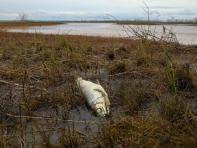 A dead fish is seen on the shore of the Ambarnaya River outside Norilsk on June 10, 2020.